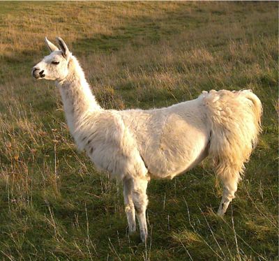 Karen the llama from Bolivia