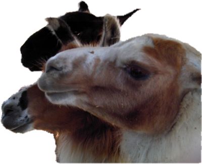 Side view of llama heads